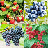 4 Types Of Fresh Fruit Seeds, One Will Be Sent Randomly. No One Knows What Will Happen. It's Suitable For Gifts On Independence Day, Halloween, And Christmas - Personalized Labels