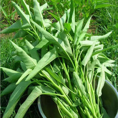 Vegetable Seeds,Seed Varieties For Planting,Home Garden Vegetables