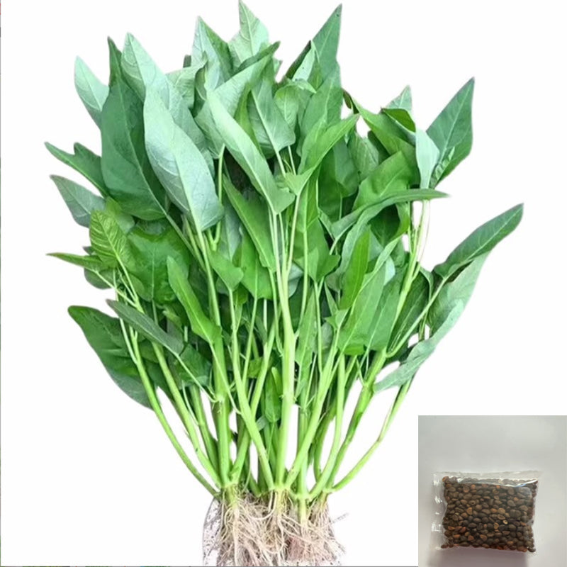Vegetable Seeds,Seed Varieties For Planting,Home Garden Vegetables